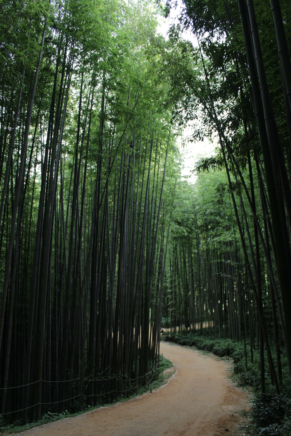 Bamboo Forest Wallpapers