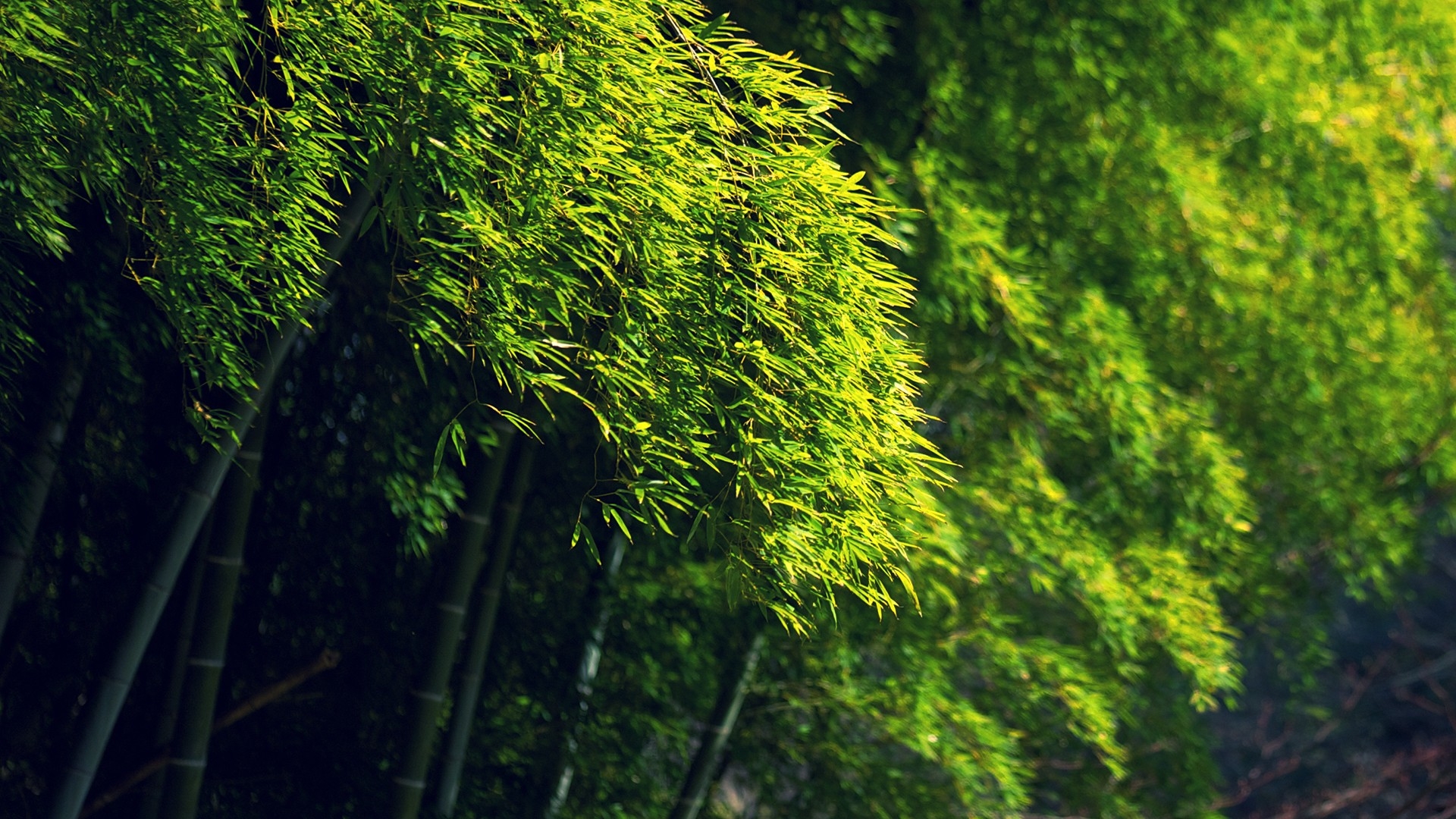 Bamboo Forest Wallpapers