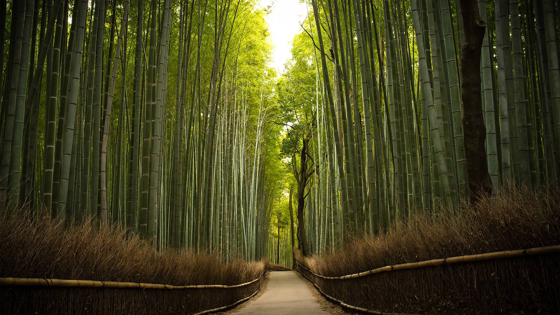 Bamboo Forest Wallpapers