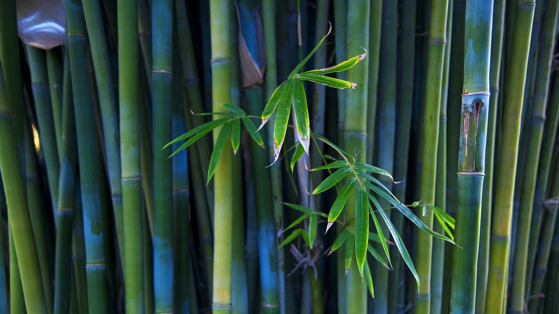 Bamboo Hd Wallpapers