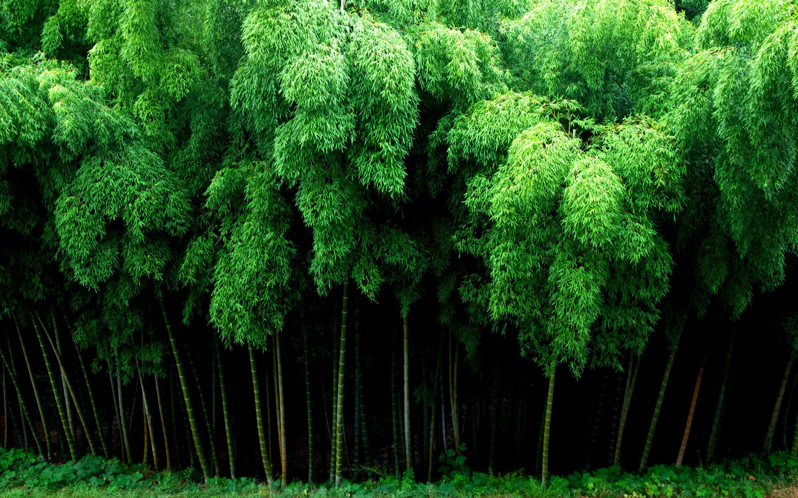 Bamboo Hd Wallpapers