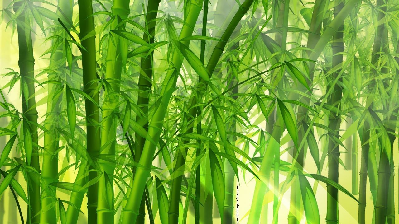 Bamboo Hd Wallpapers