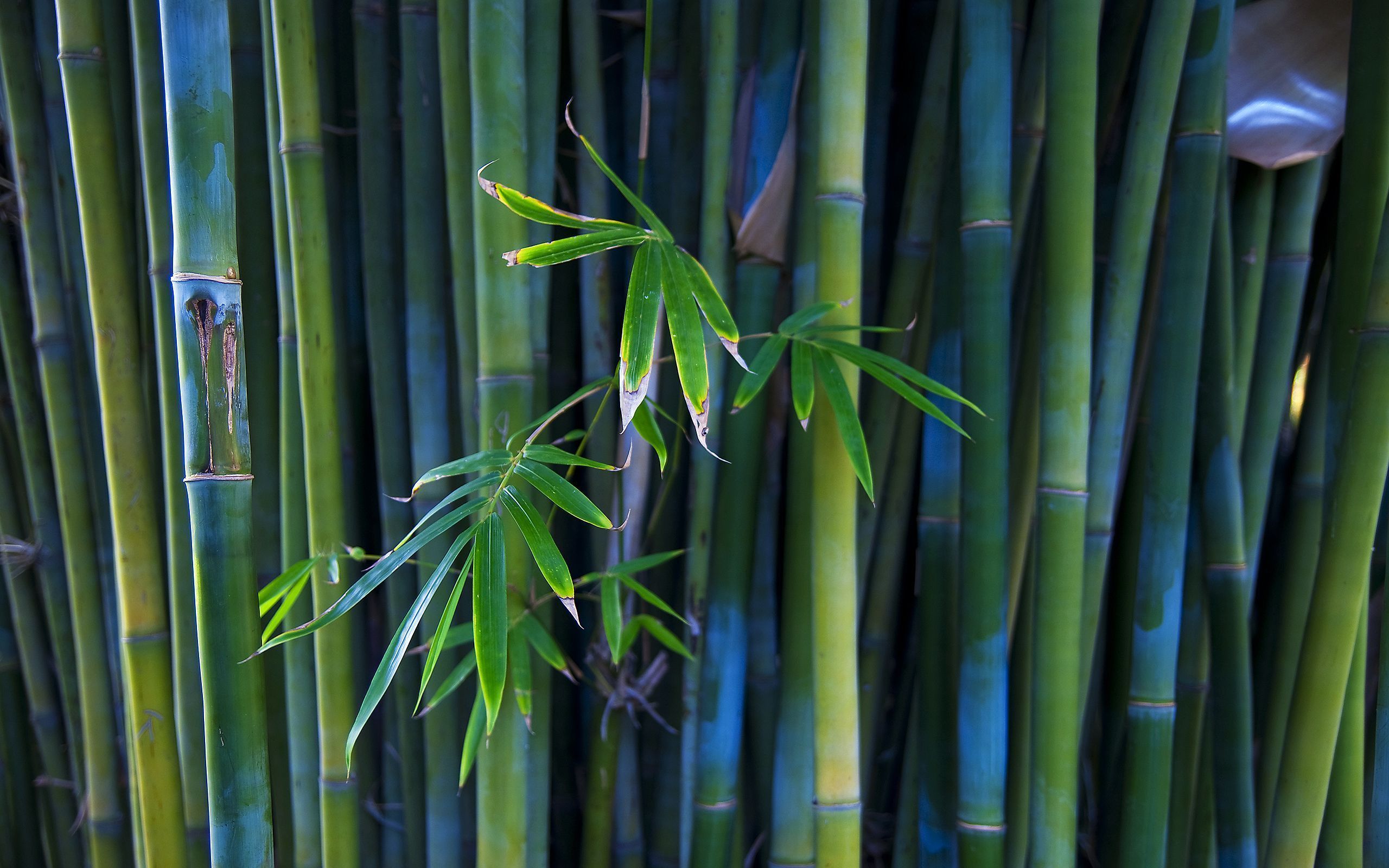 Bamboo Hd Wallpapers