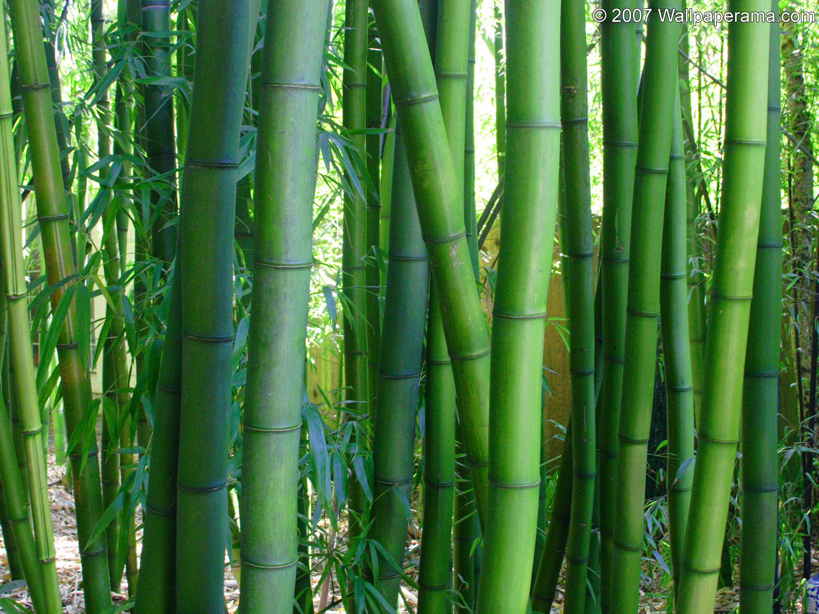 Bamboo Hd Wallpapers