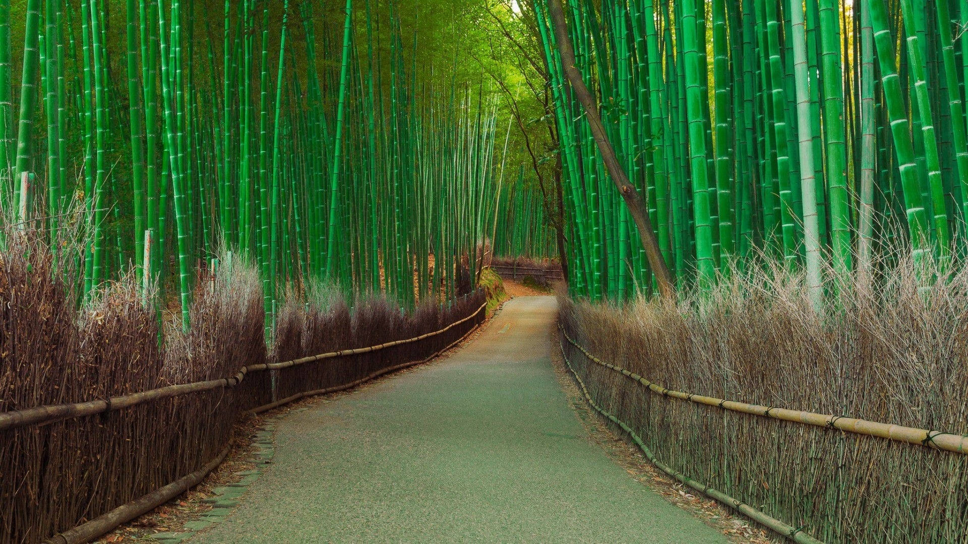 Bamboo Hd Wallpapers