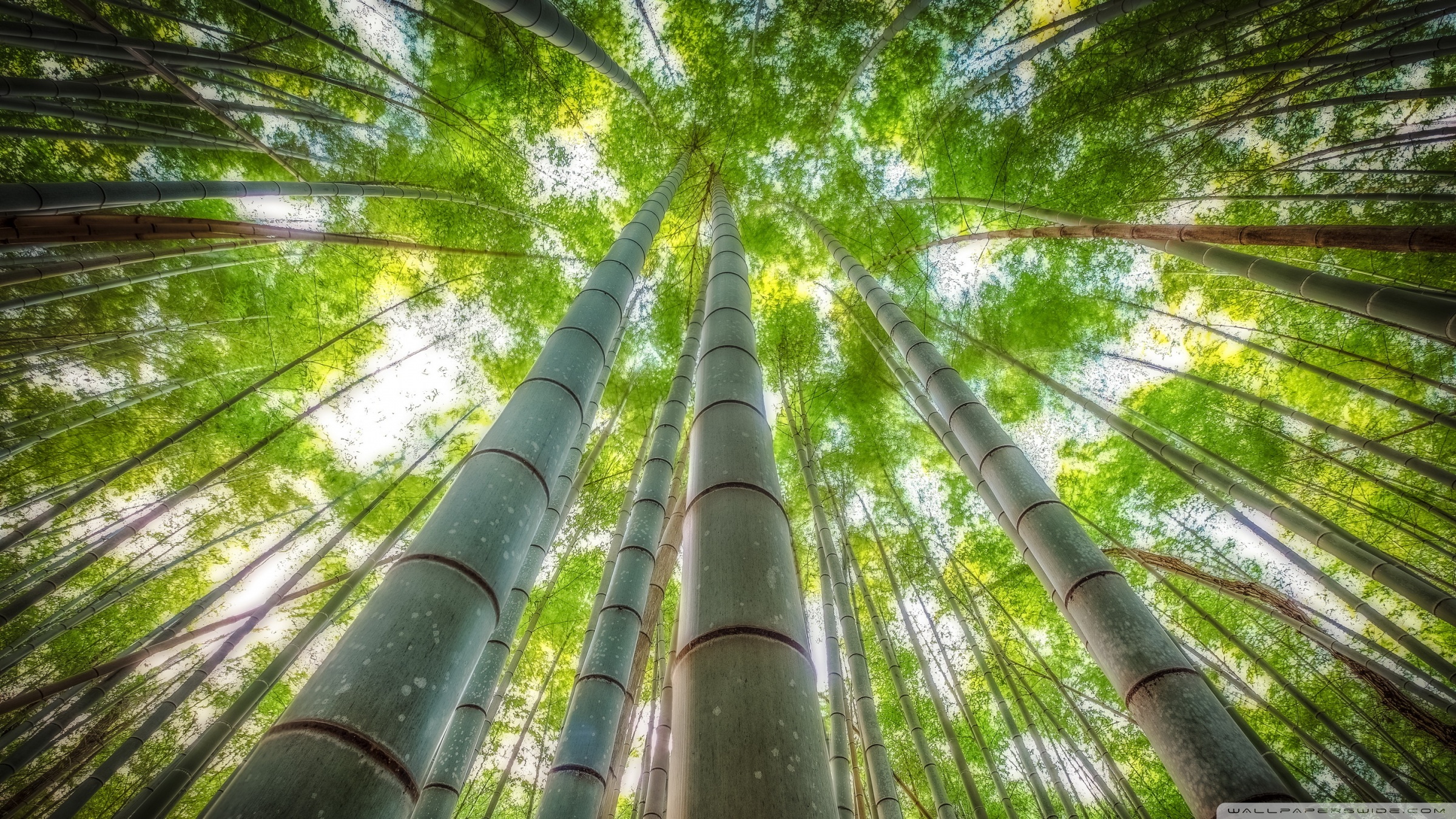 Bamboo Hd Wallpapers