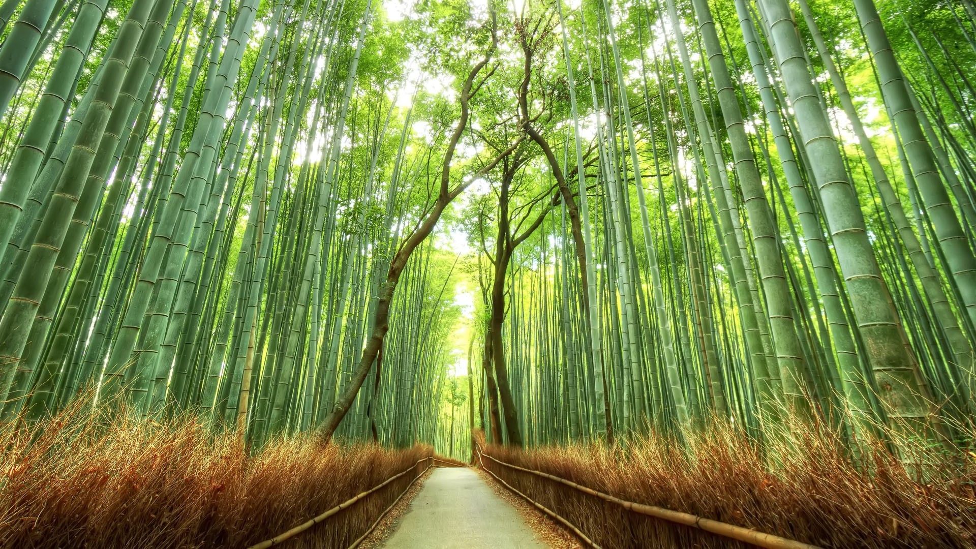 Bamboo Hd Wallpapers