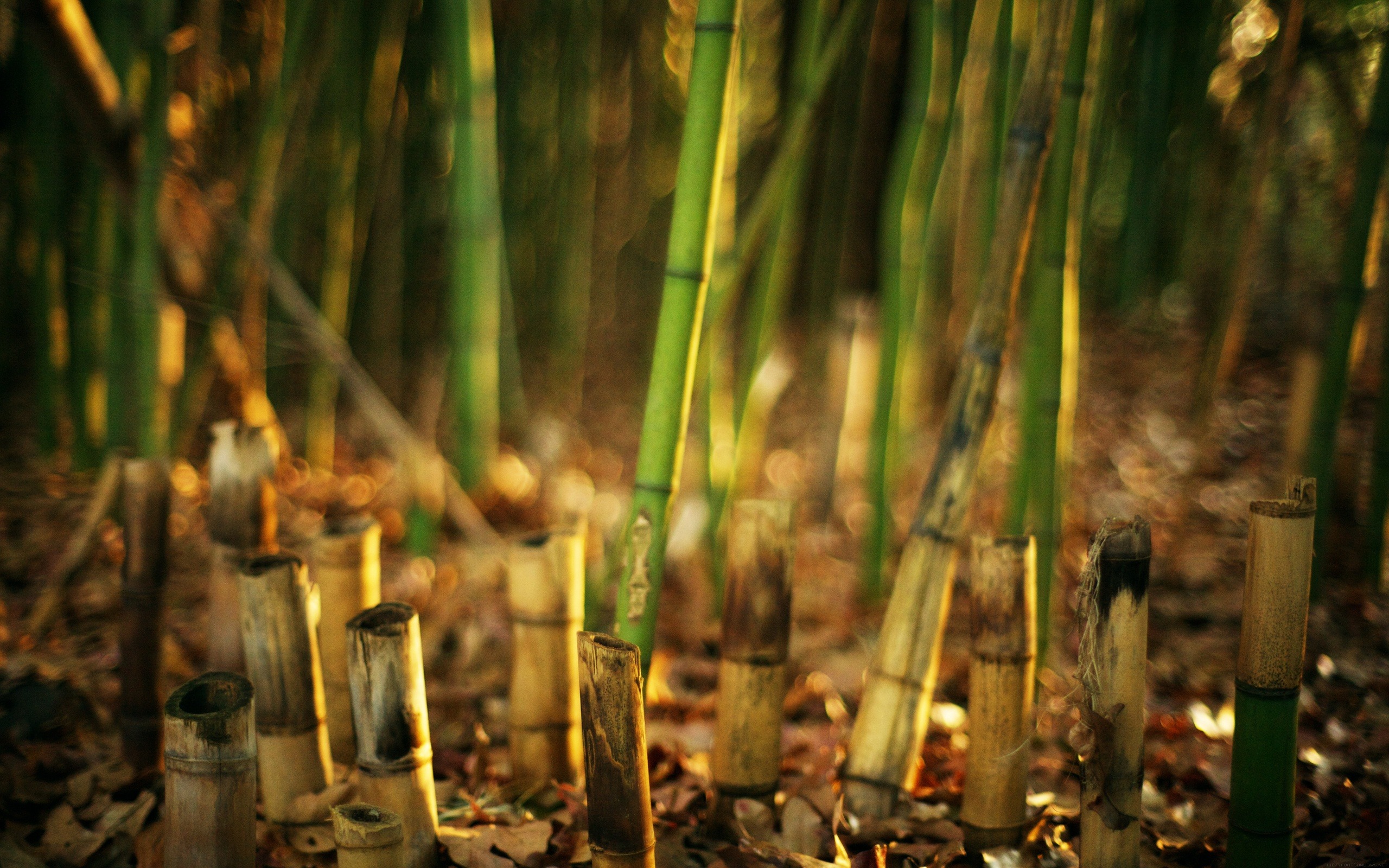 Bamboo Hd Wallpapers