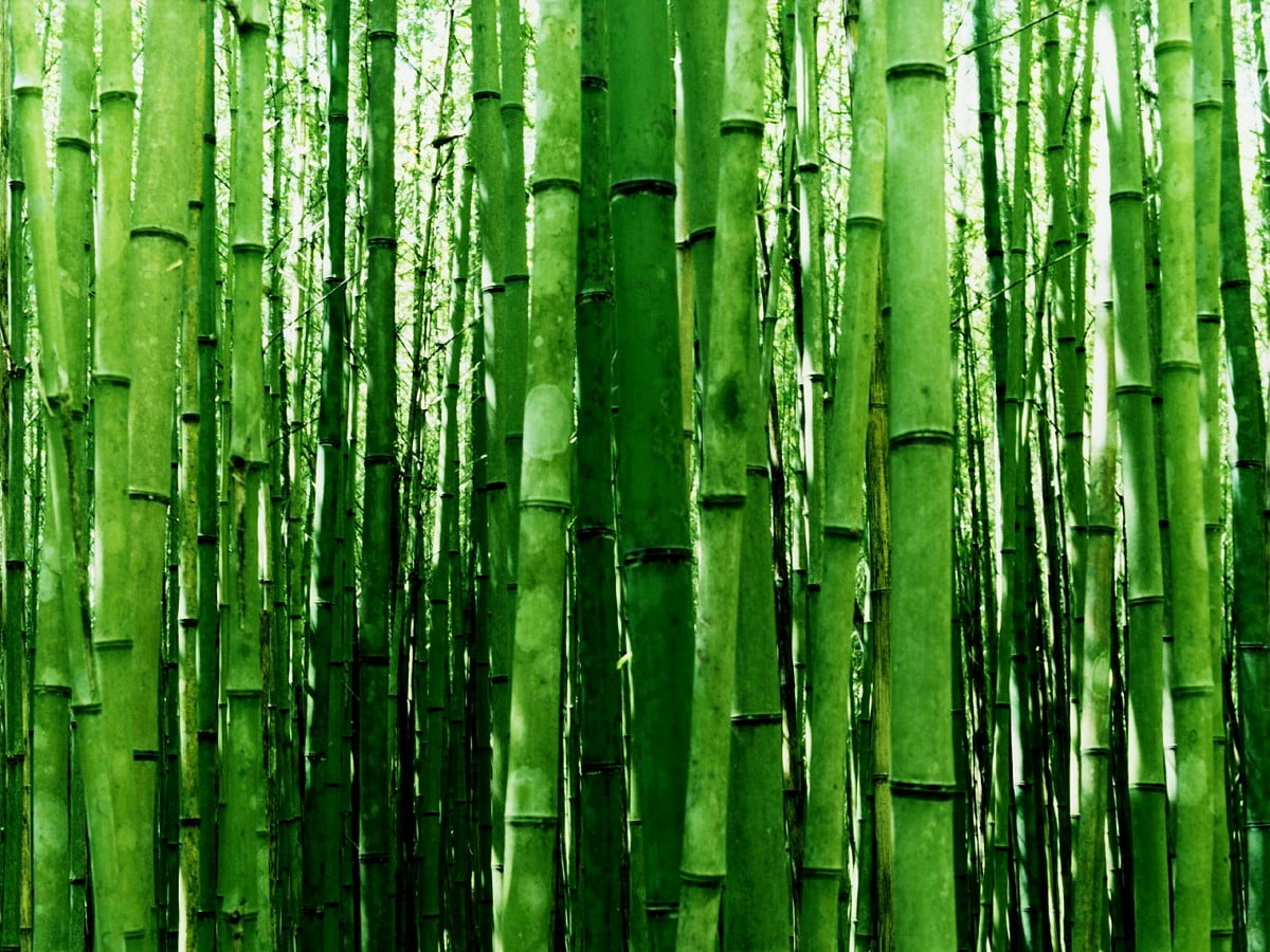 Bamboo Hd Wallpapers