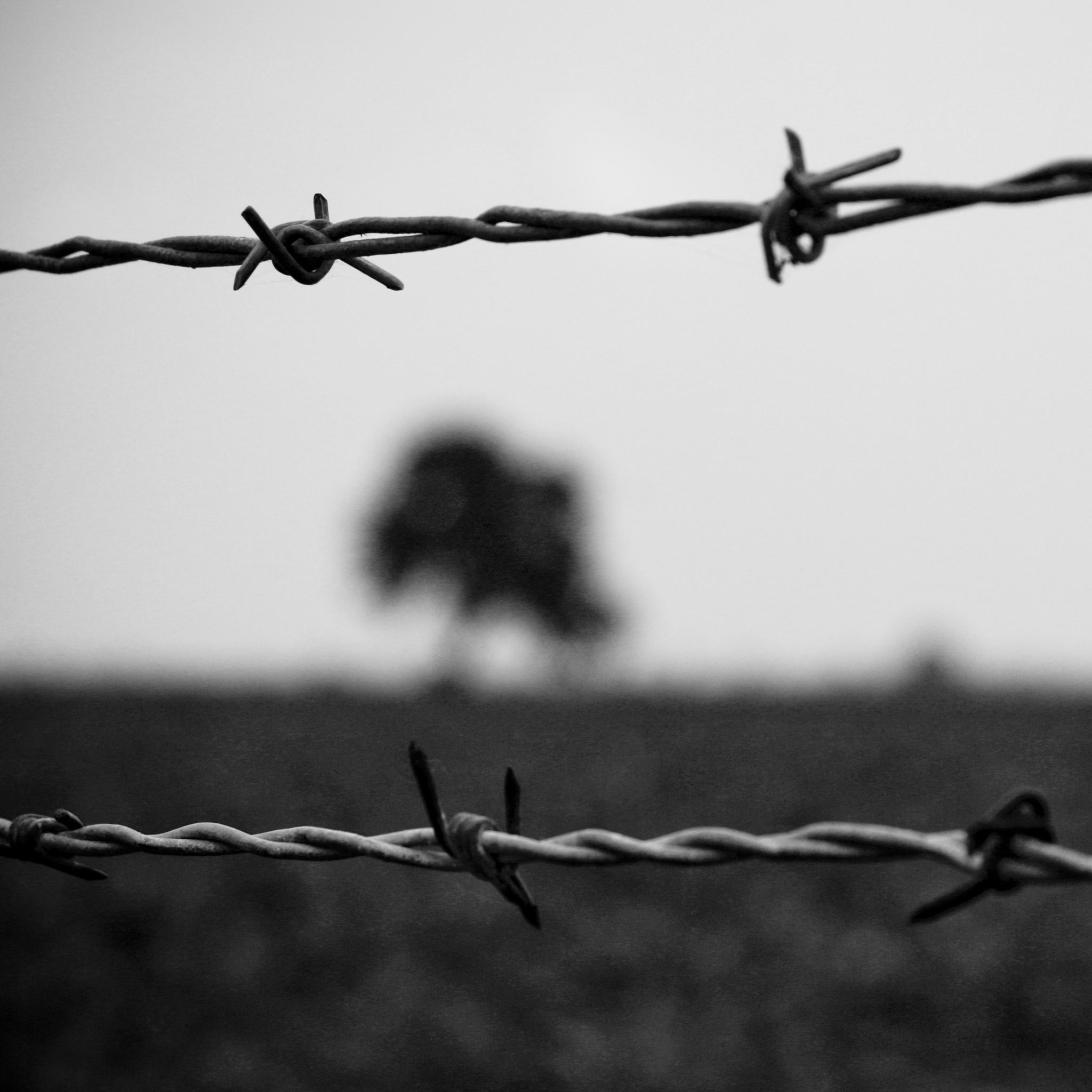 Barbed Wire Wallpapers