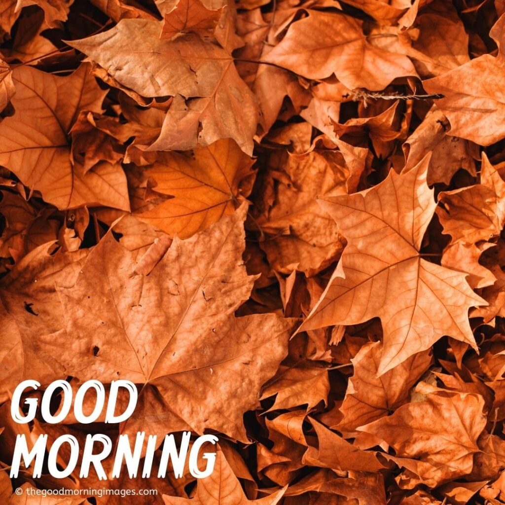 Beautiful Autumn Good Morning Images Wallpapers