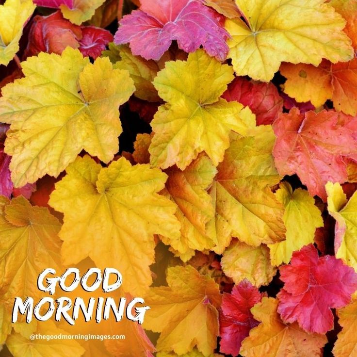 Beautiful Autumn Good Morning Images Wallpapers