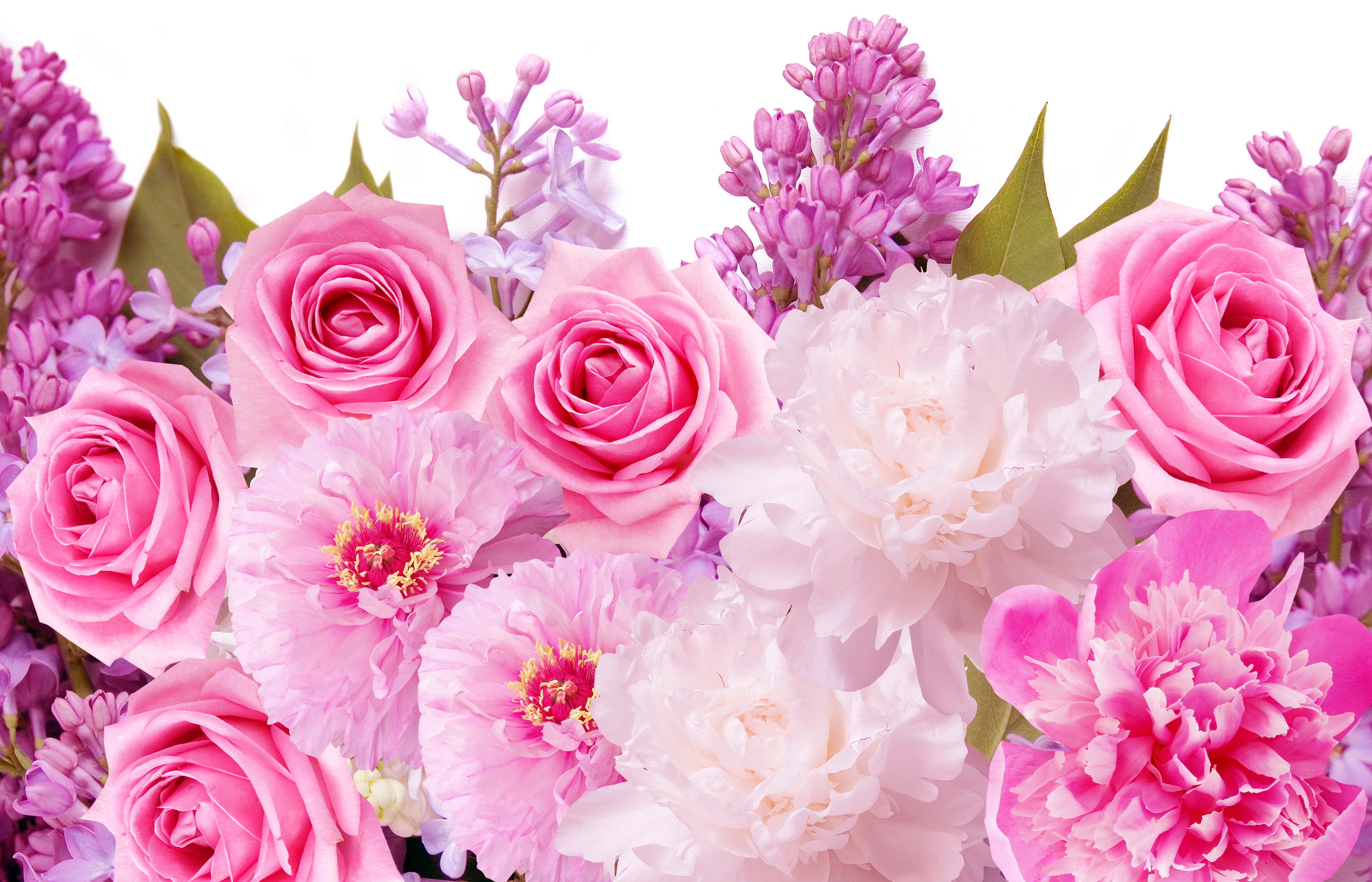Beautiful Pink Flowers Wallpapers