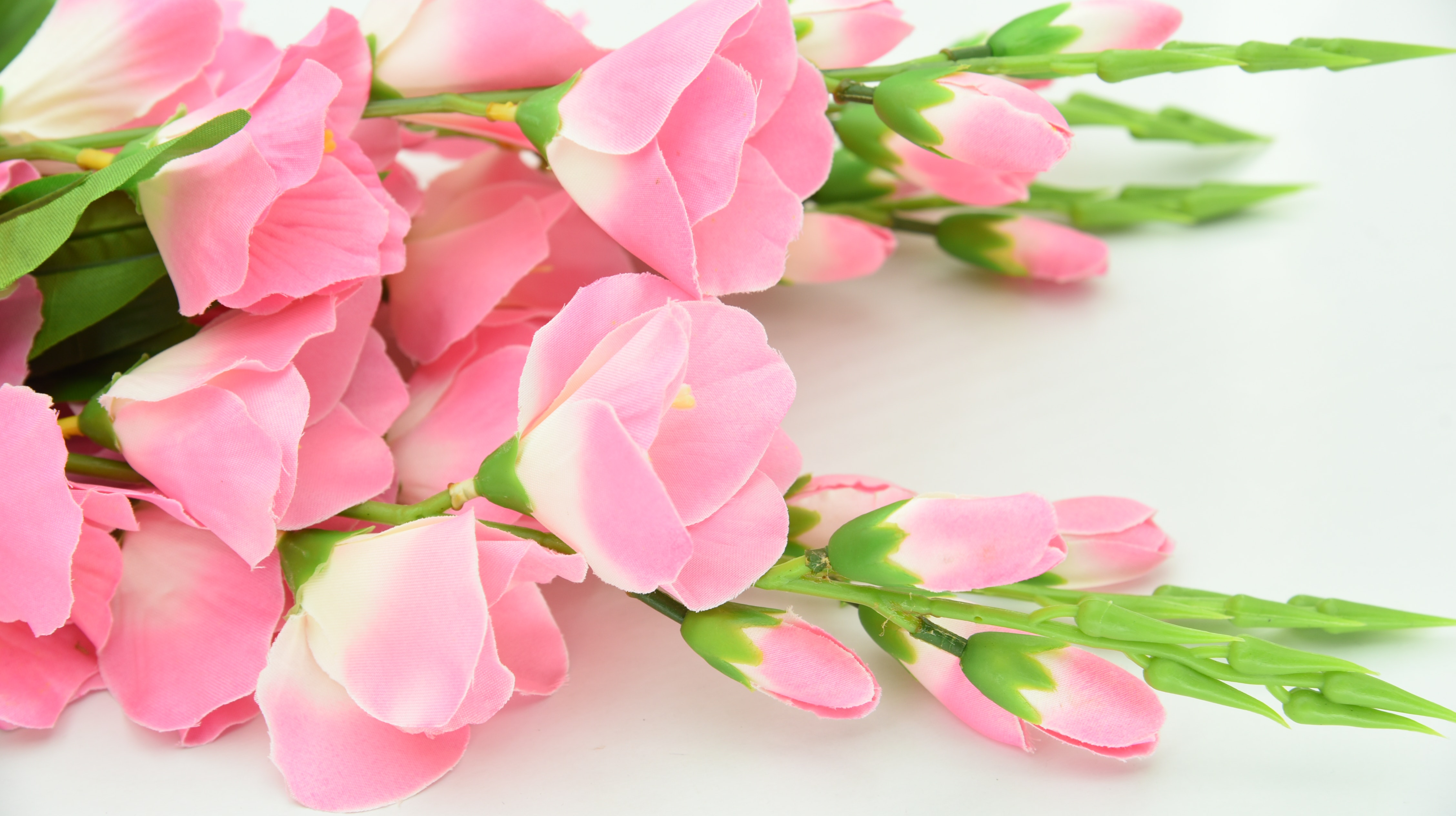 Beautiful Pink Flowers Wallpapers
