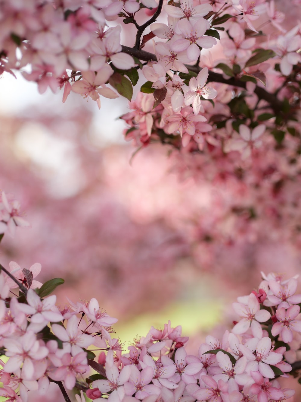 Beautiful Pink Flowers Wallpapers