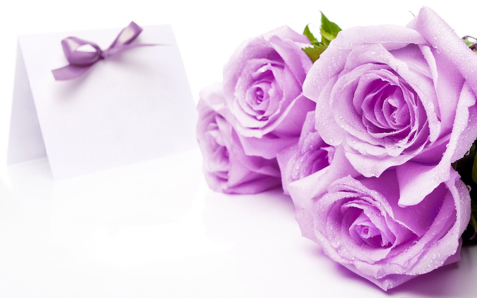 Beautiful Purple And White Roses Wallpapers