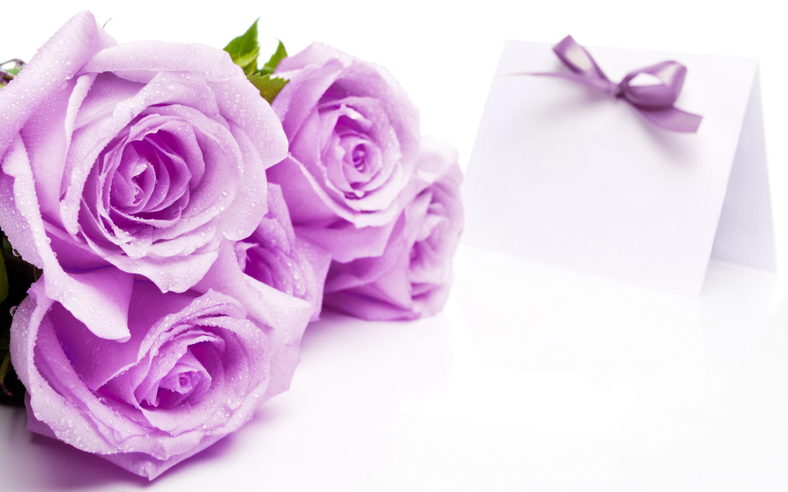 Beautiful Purple And White Roses Wallpapers