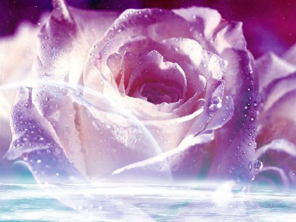 Beautiful Purple And White Roses Wallpapers