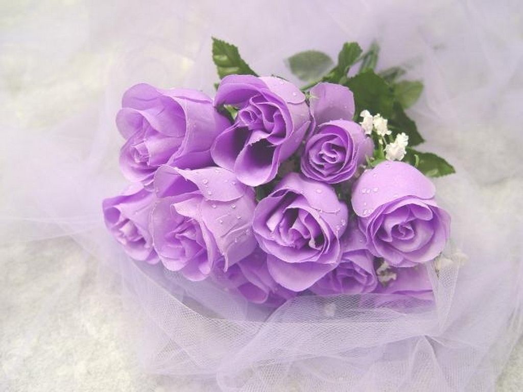 Beautiful Purple And White Roses Wallpapers