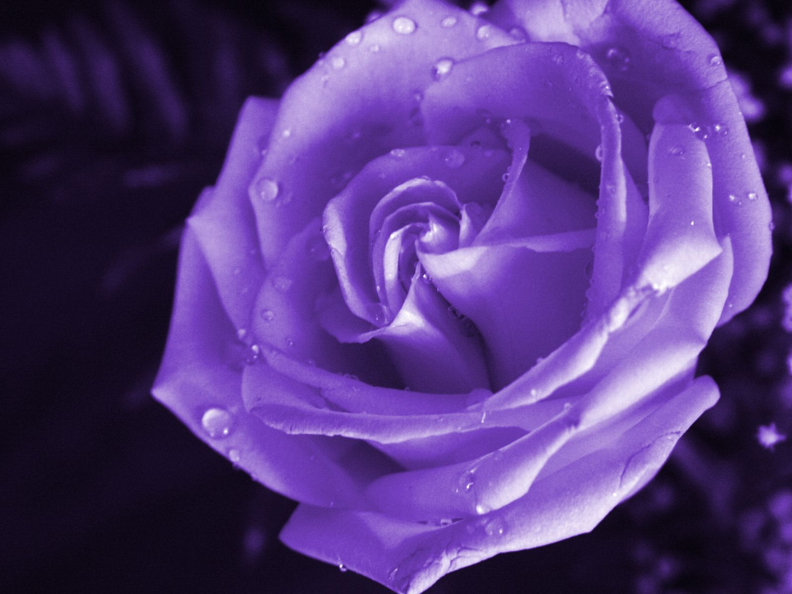 Beautiful Purple And White Roses Wallpapers