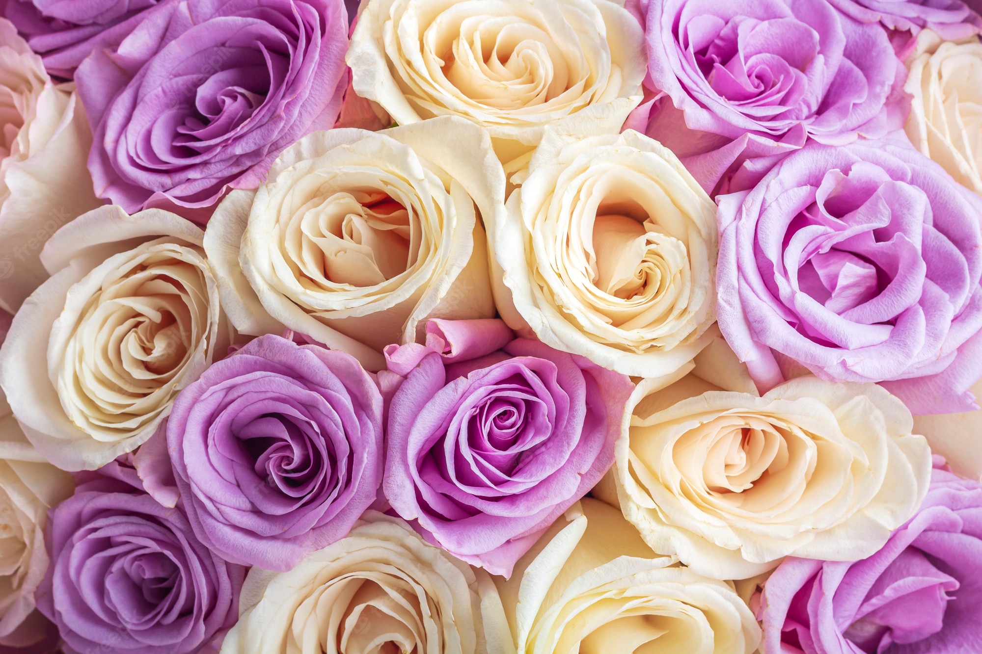 Beautiful Purple And White Roses Wallpapers