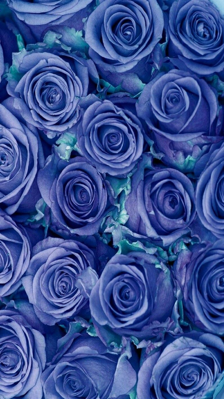 Beautiful Purple And White Roses Wallpapers