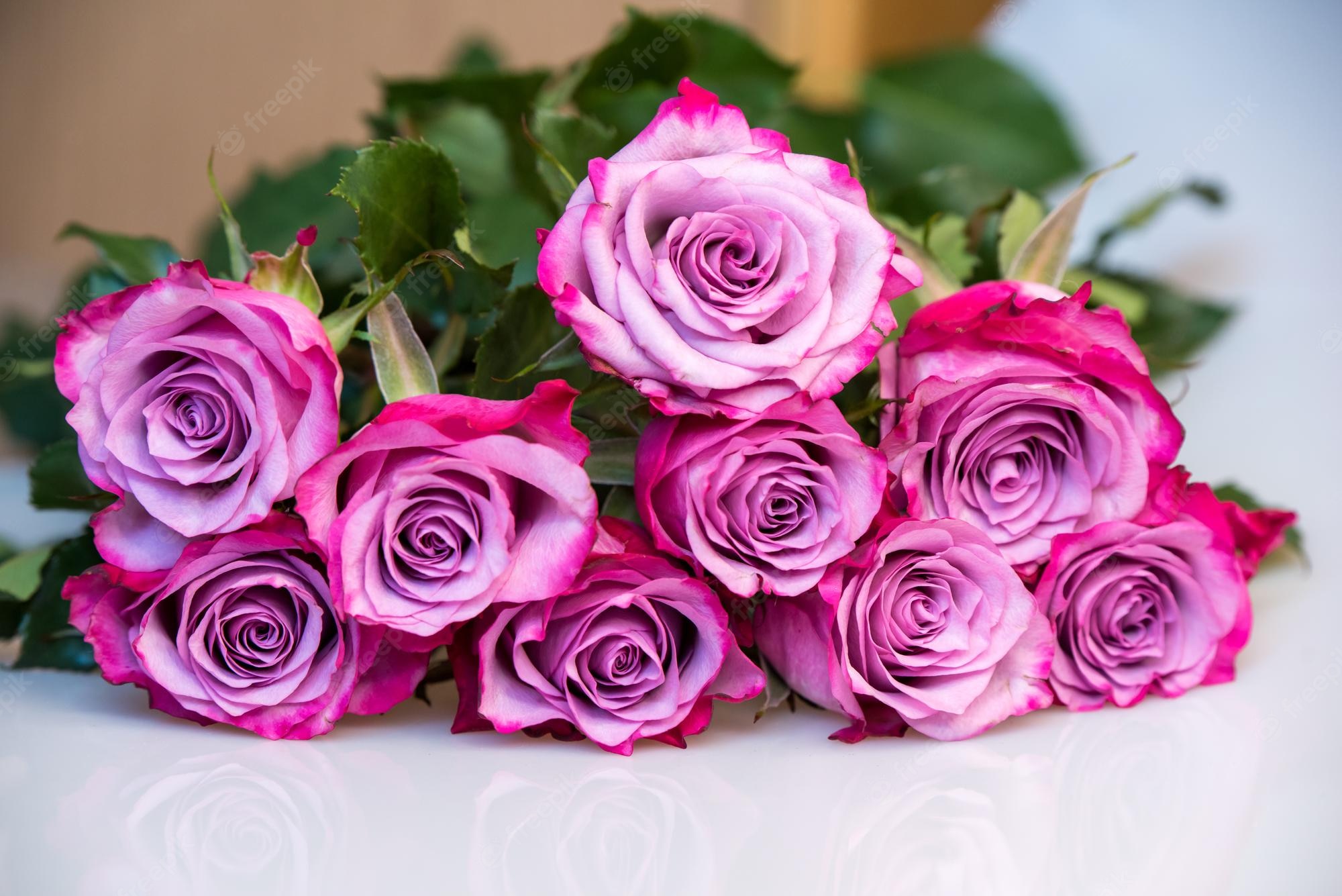 Beautiful Purple And White Roses Wallpapers