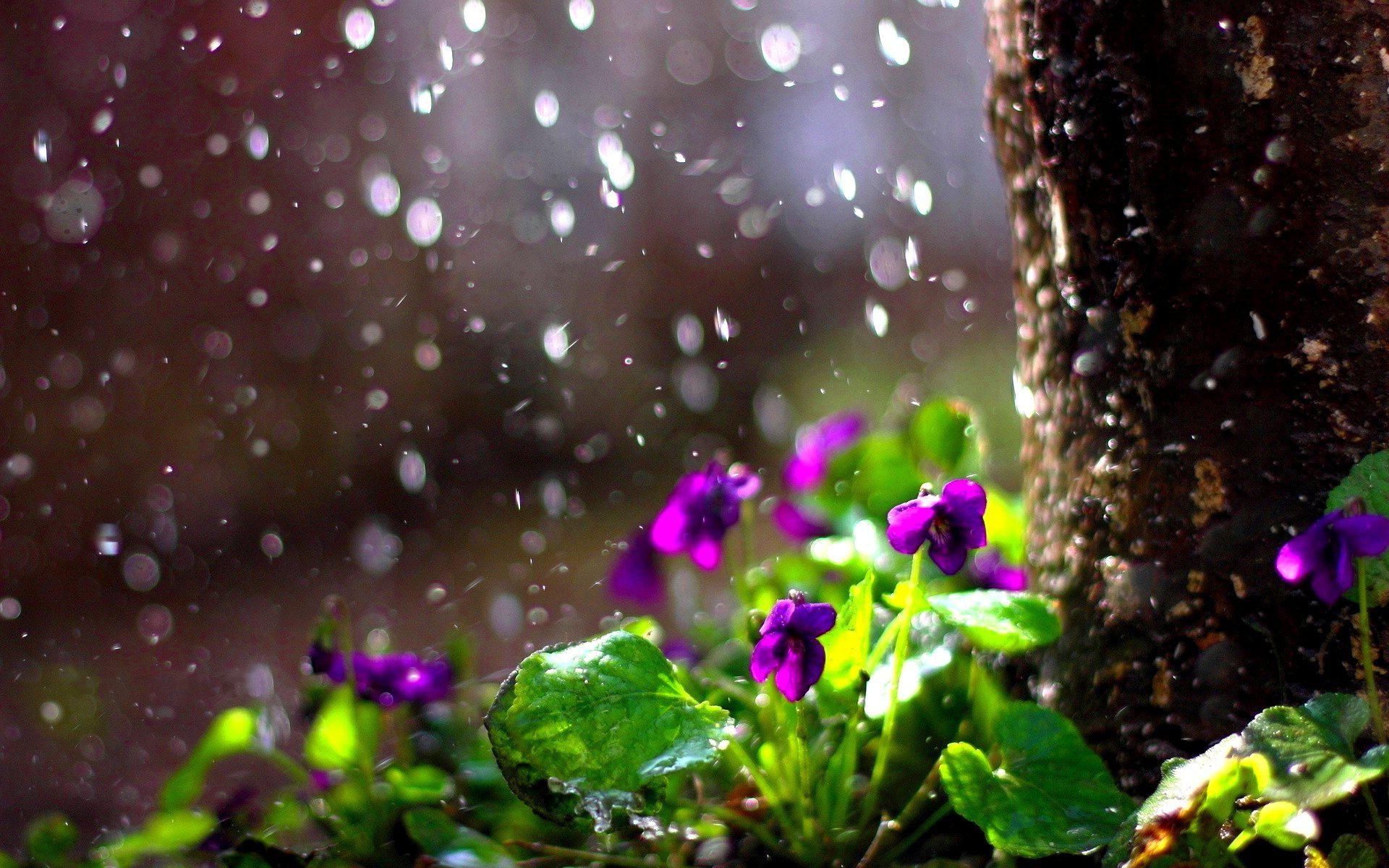 Beautiful Rain Drops With Quotes Wallpapers