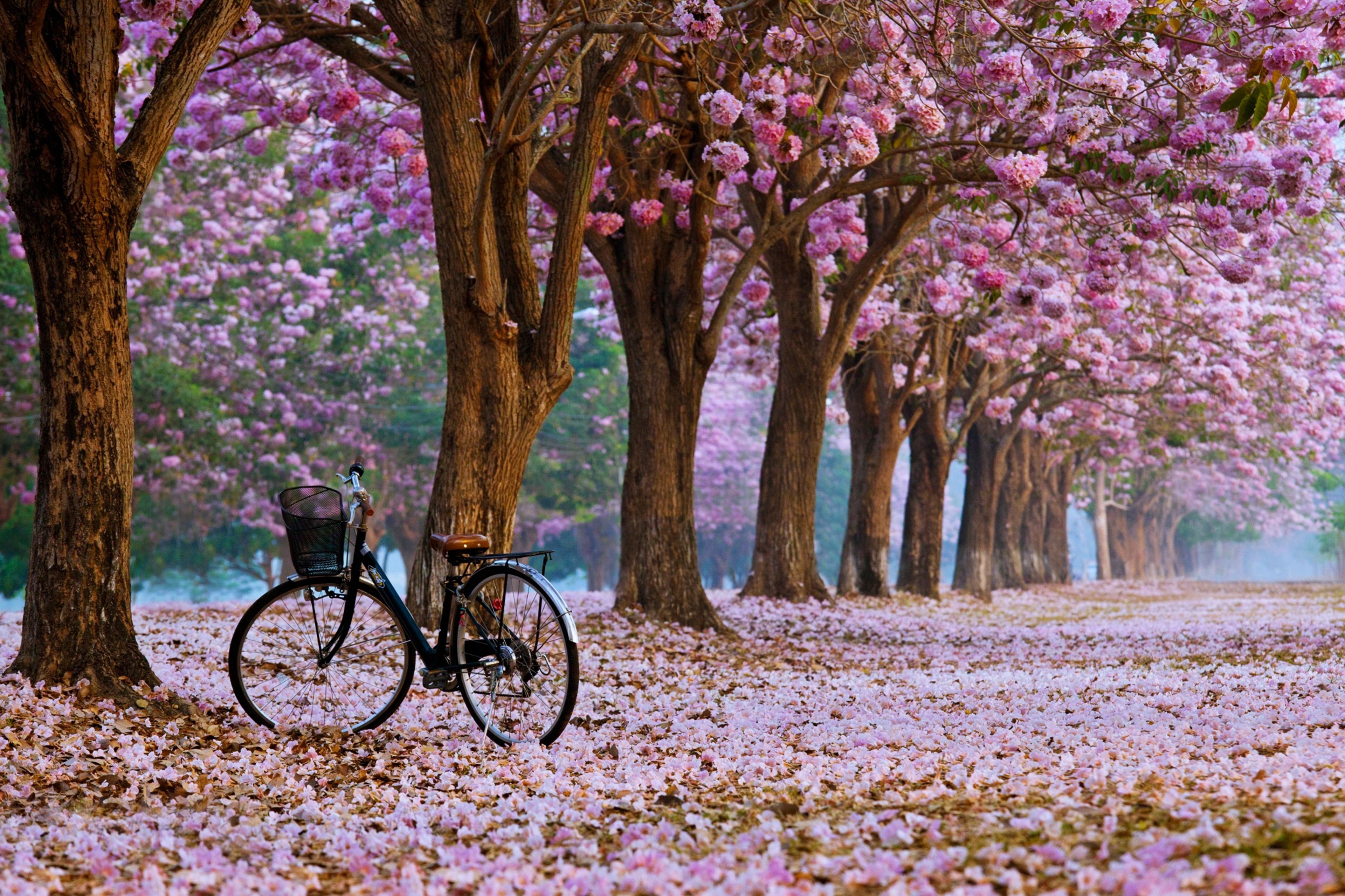 Beautiful Spring Landscape Wallpapers