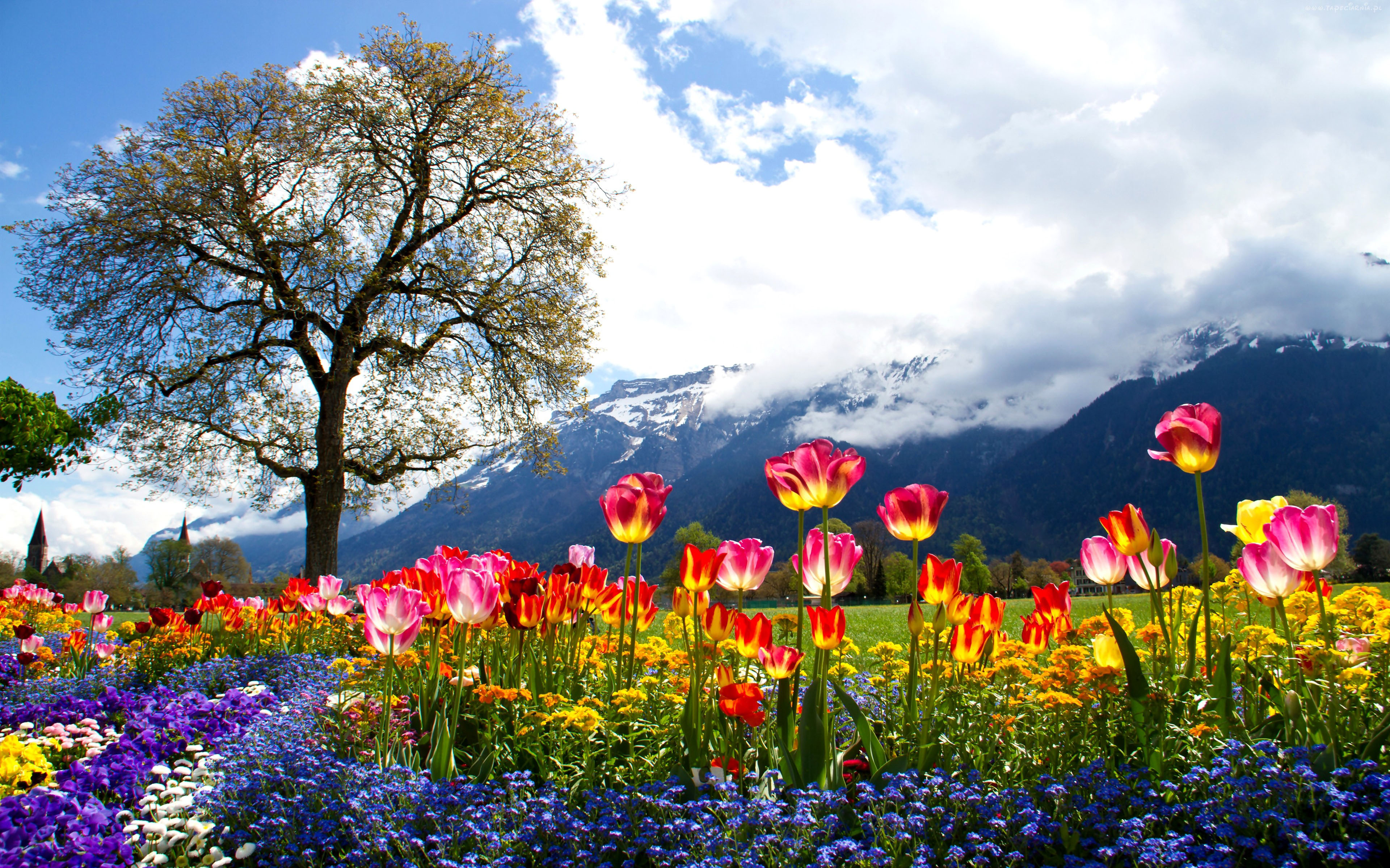 Beautiful Spring Landscape Wallpapers