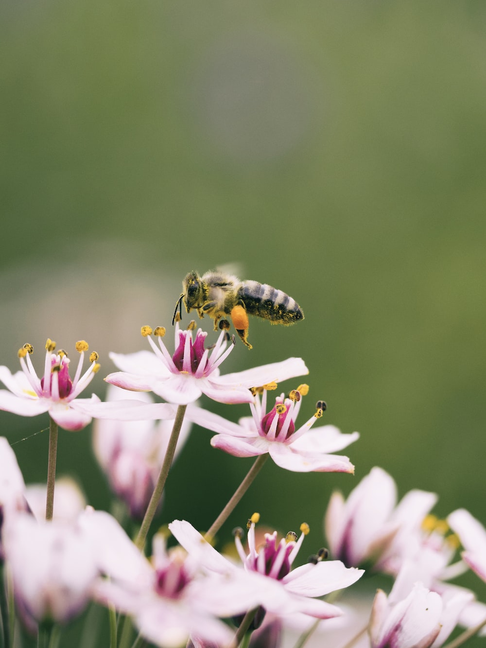 Bee And Flower Wallpapers