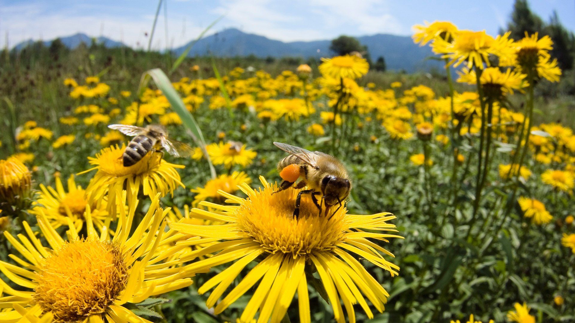 Bee And Flower Wallpapers