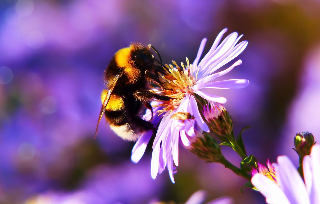 Bee And Flower Wallpapers