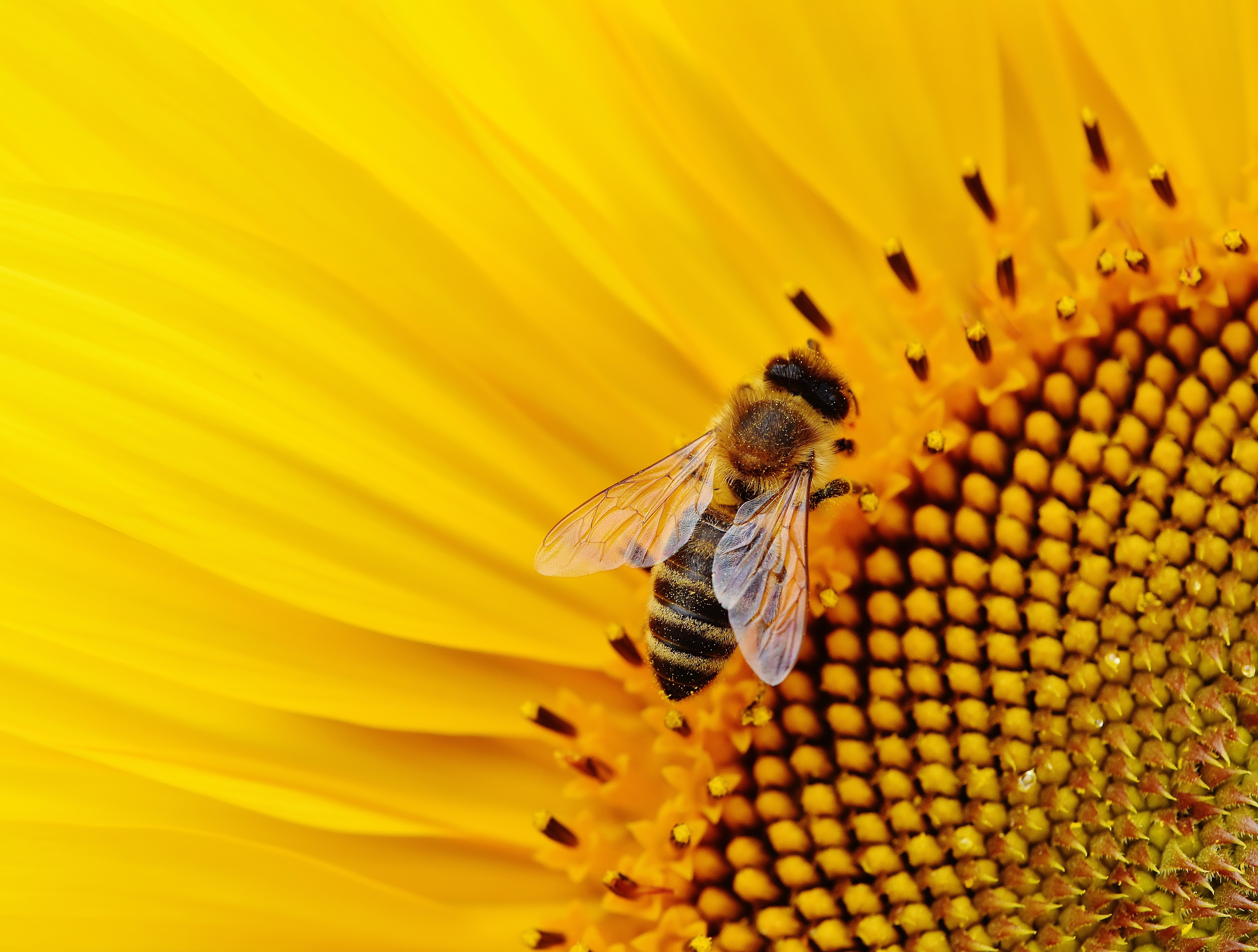 Bee And Flower Wallpapers