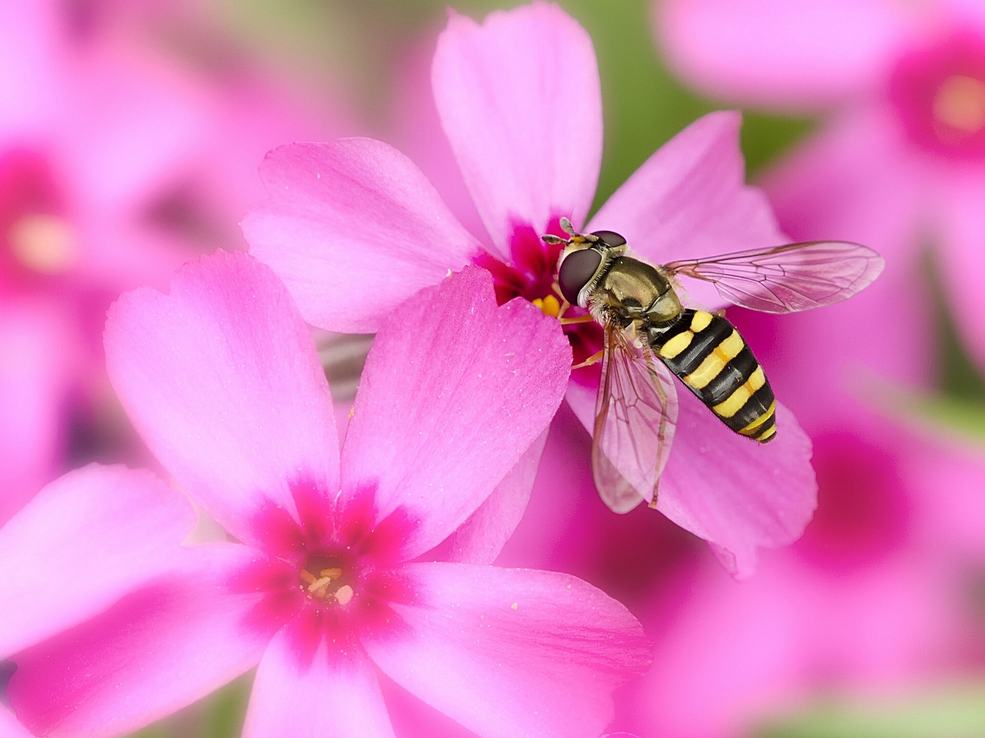 Bee And Flower Wallpapers