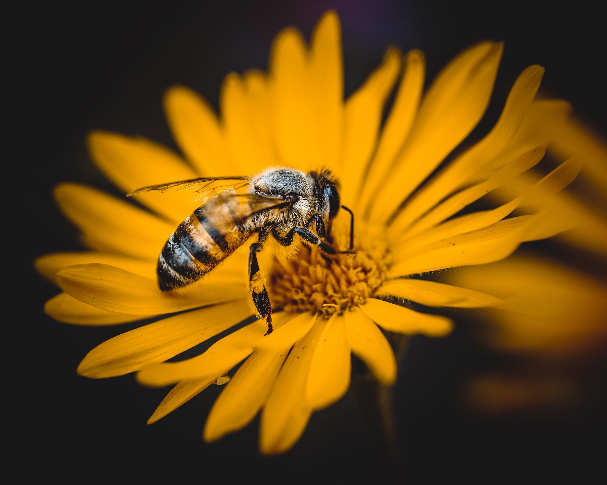 Bee And Flower Wallpapers