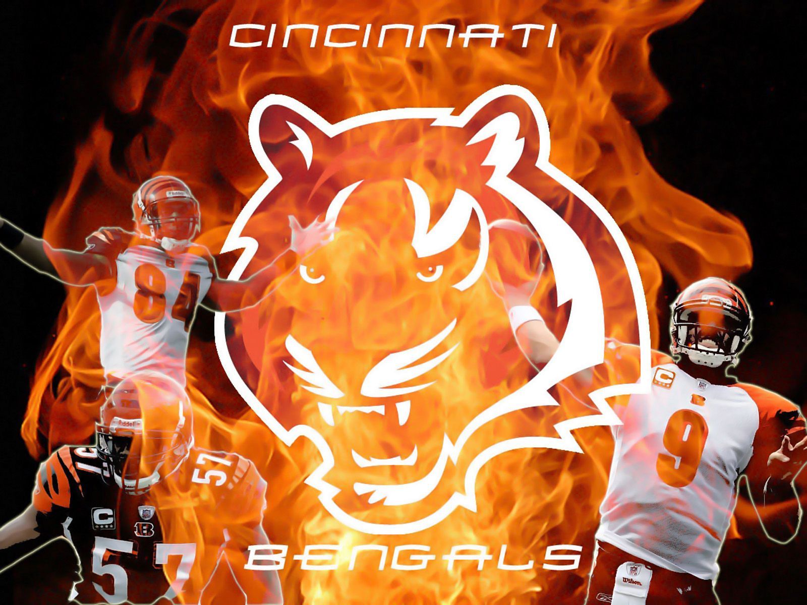 Bengals Wallpapers