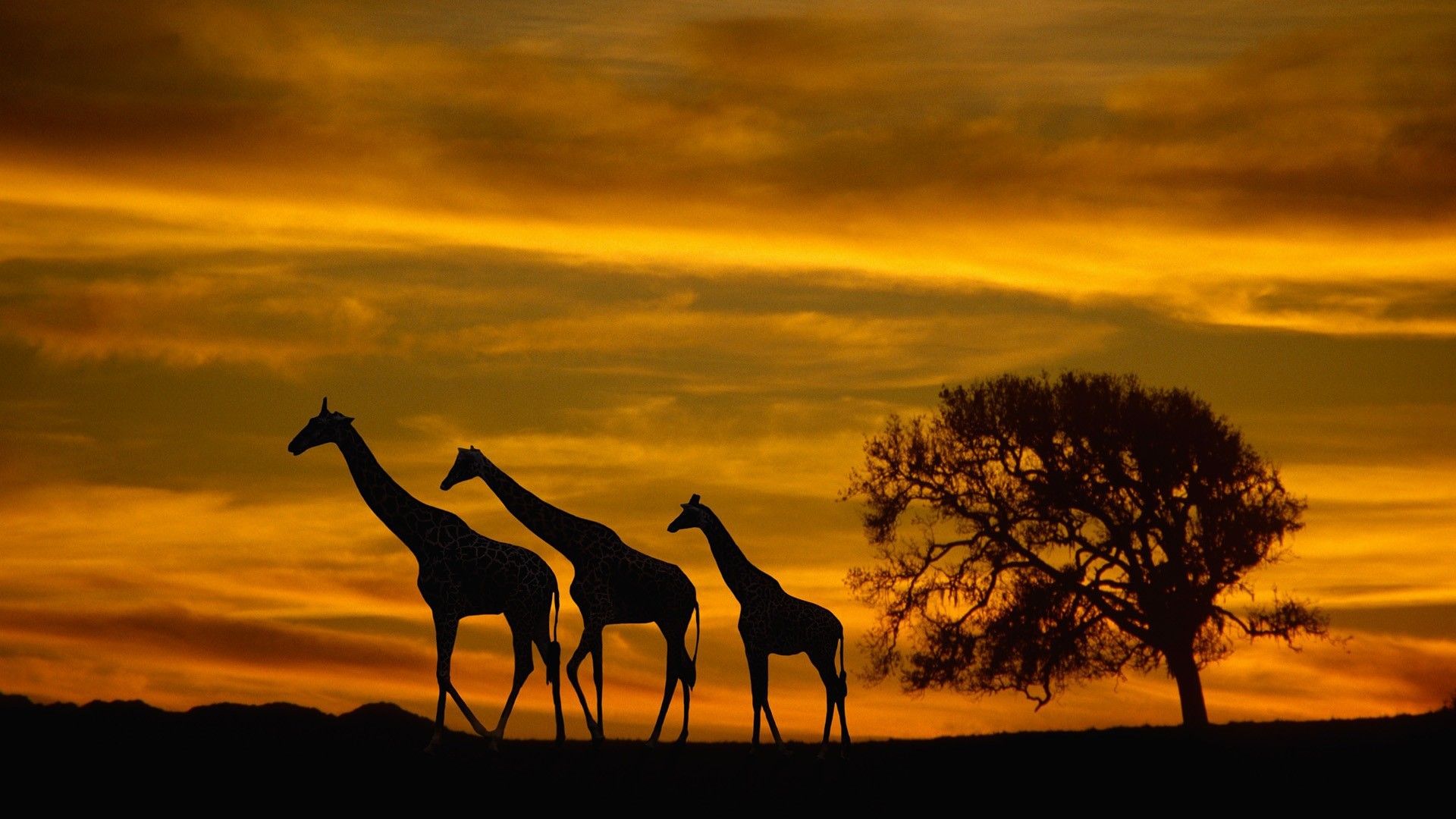 Best Africa Wallpapers