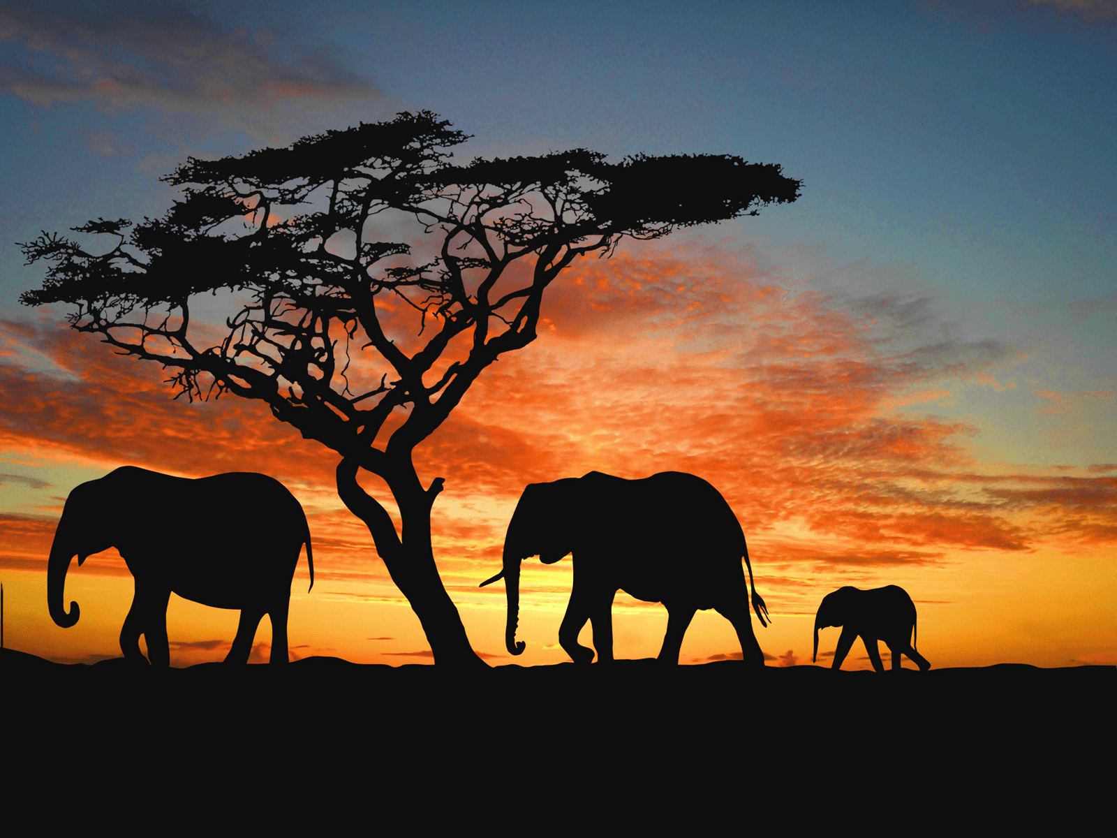 Best Africa Wallpapers