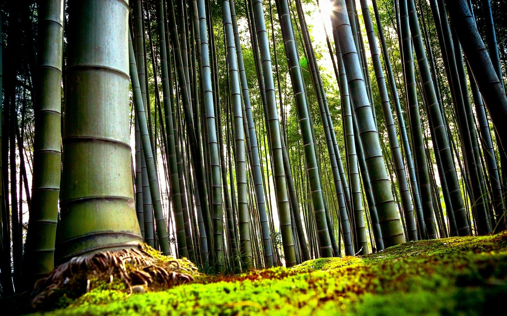 Best Bamboo Wallpapers