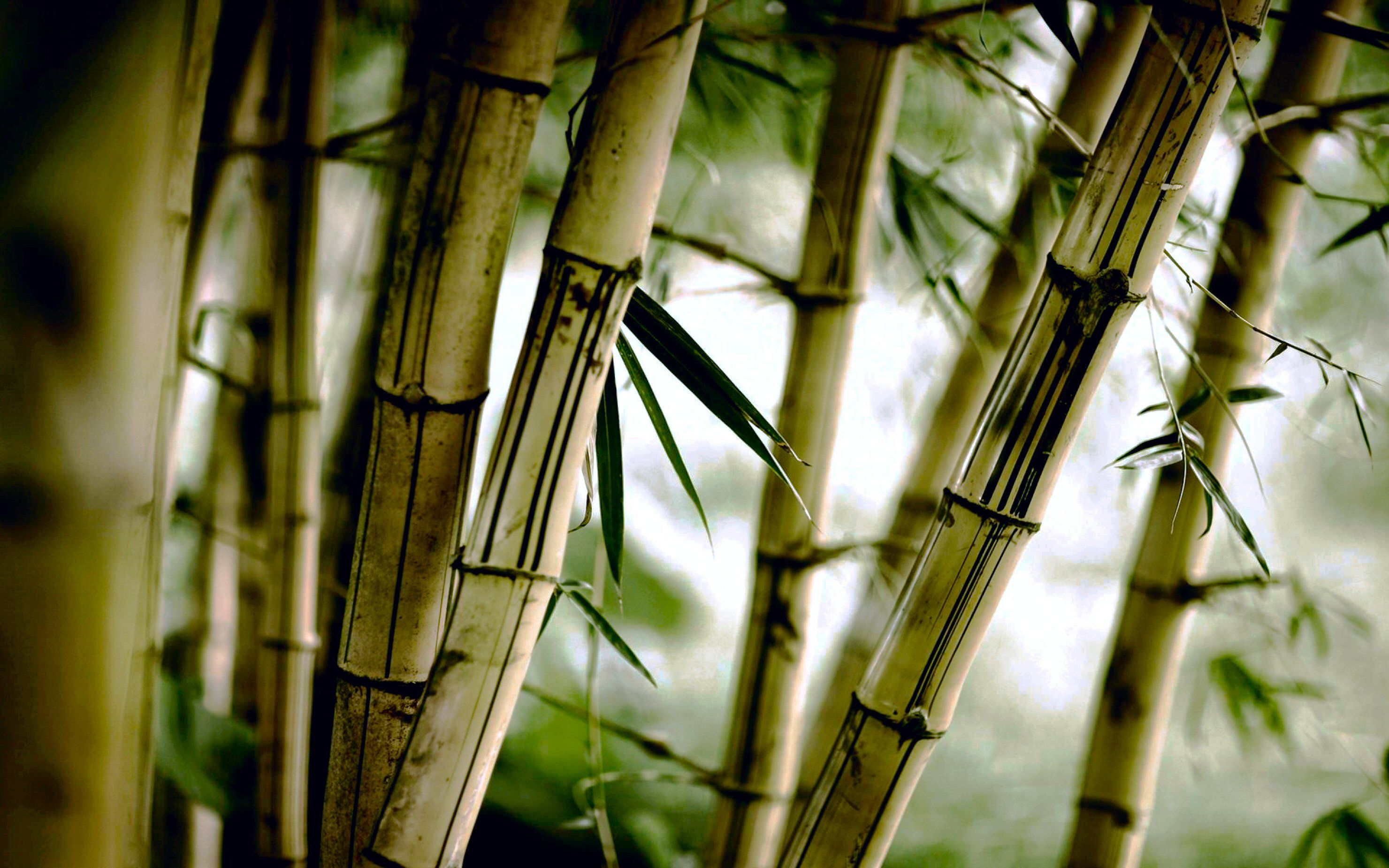 Best Bamboo Wallpapers