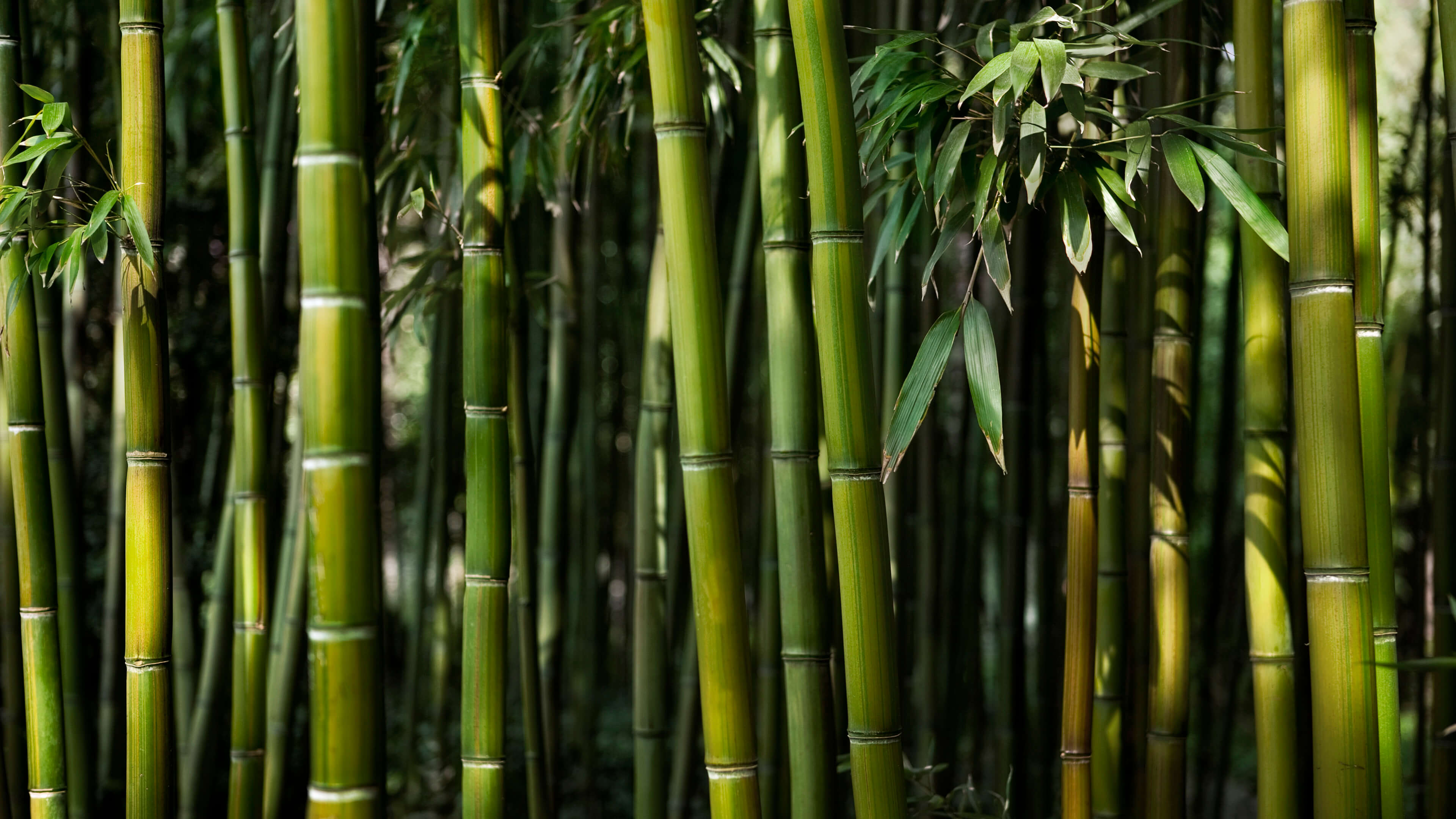 Best Bamboo Wallpapers