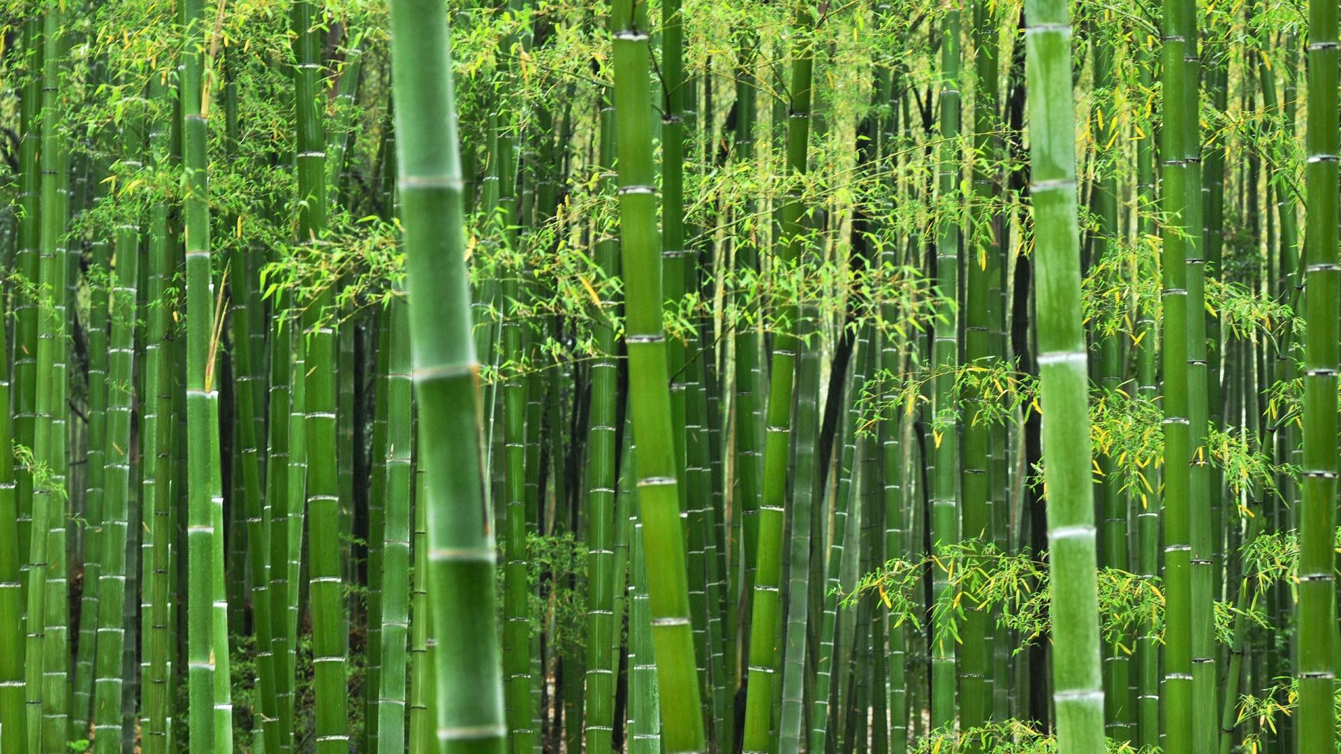 Best Bamboo Wallpapers