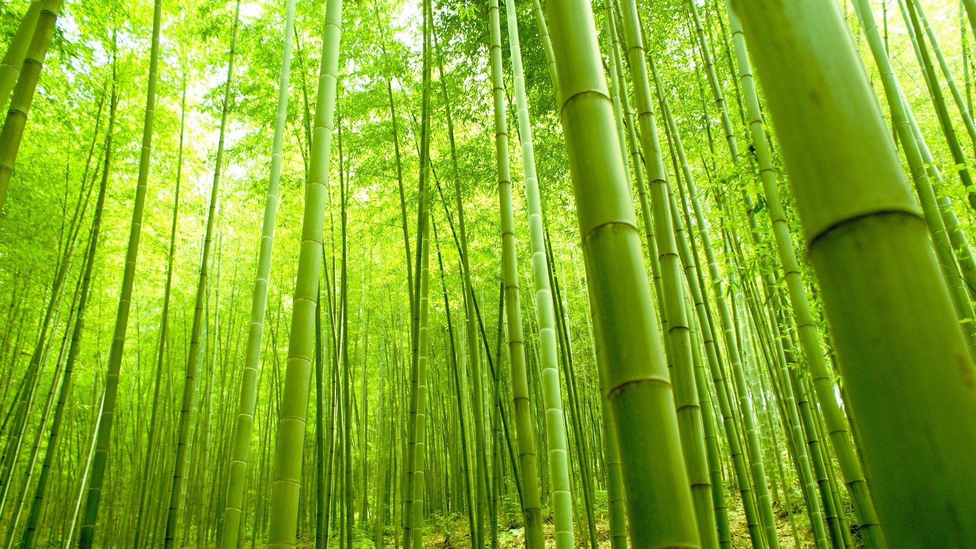 Best Bamboo Wallpapers