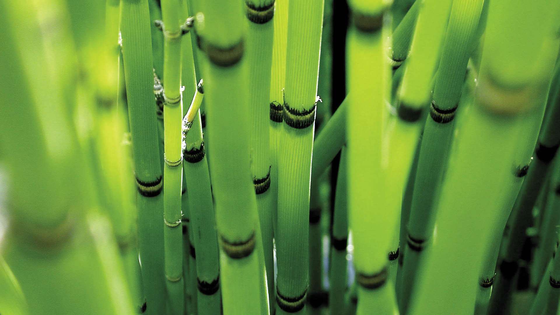 Best Bamboo Wallpapers