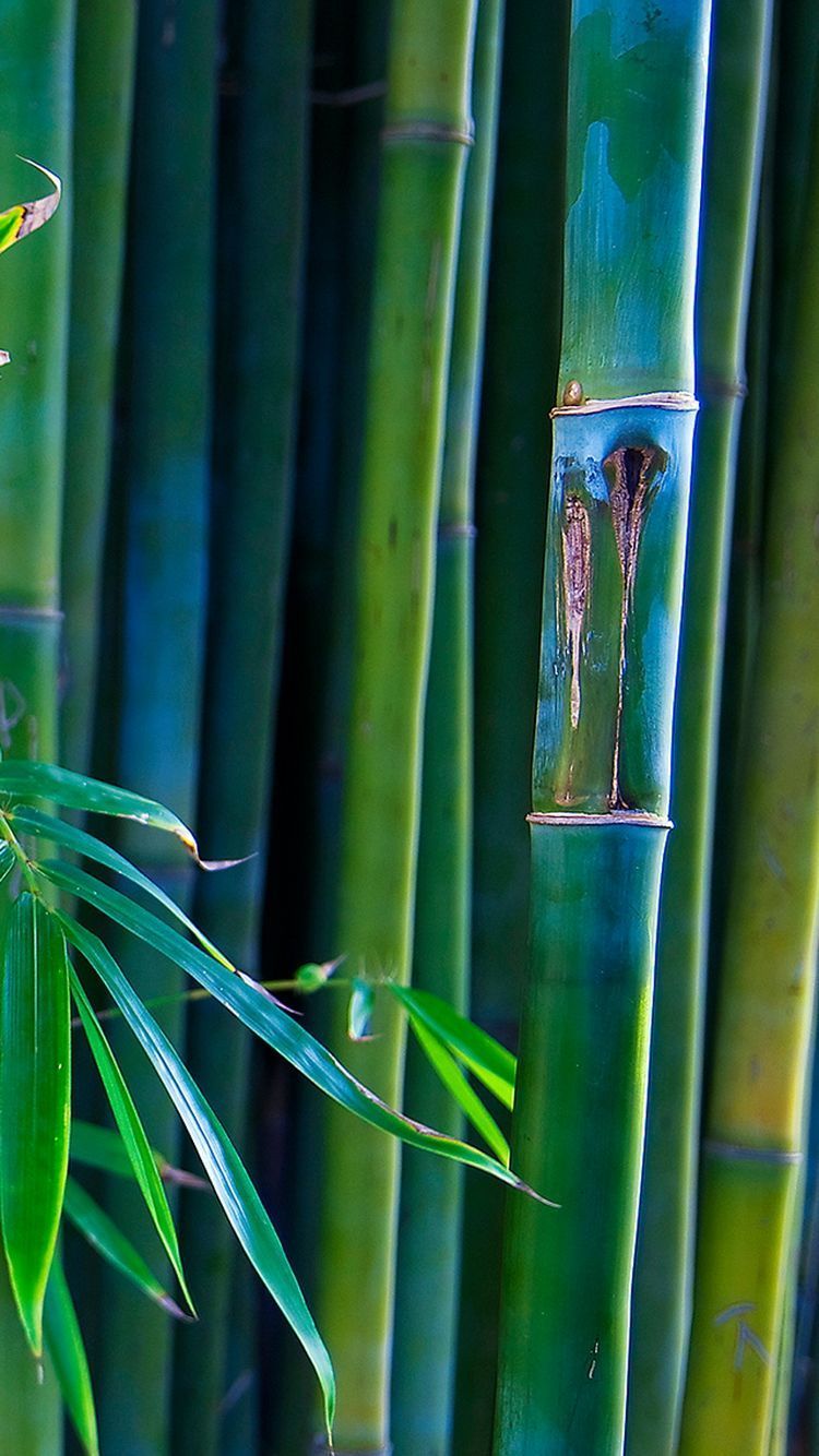 Best Bamboo Wallpapers