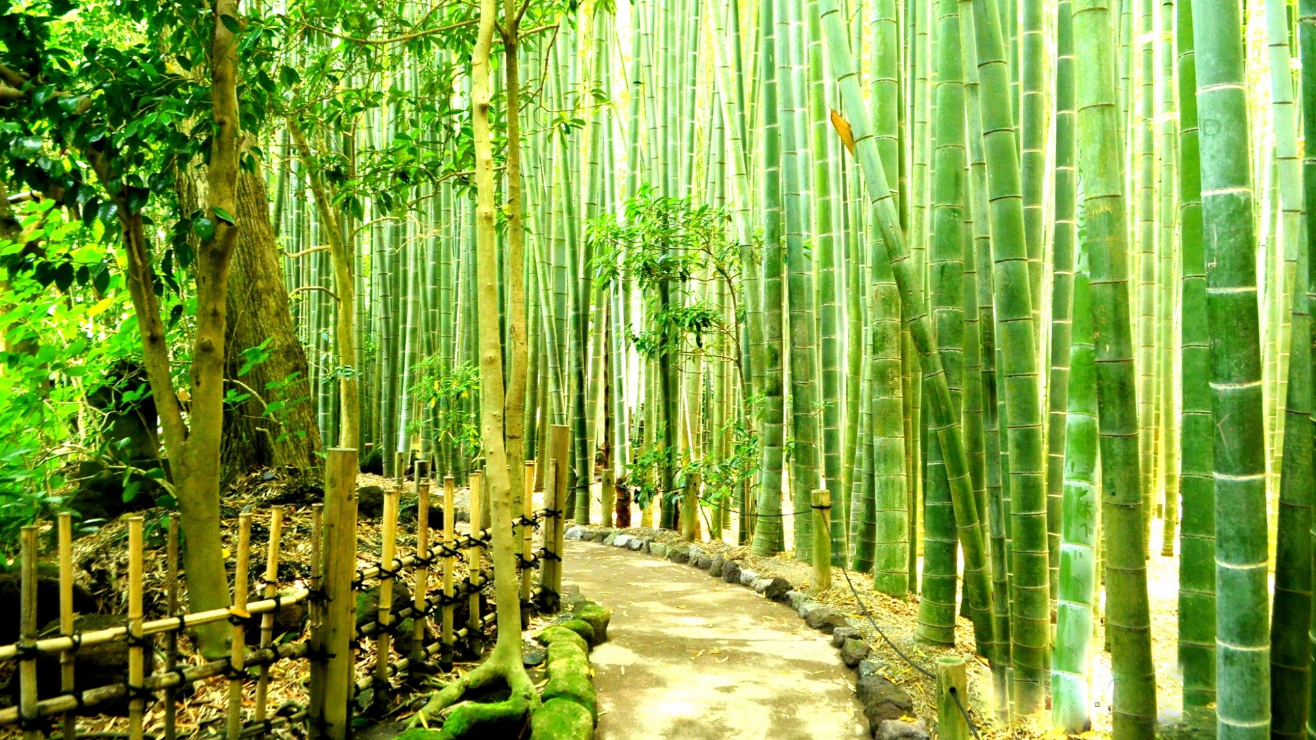 Best Bamboo Wallpapers