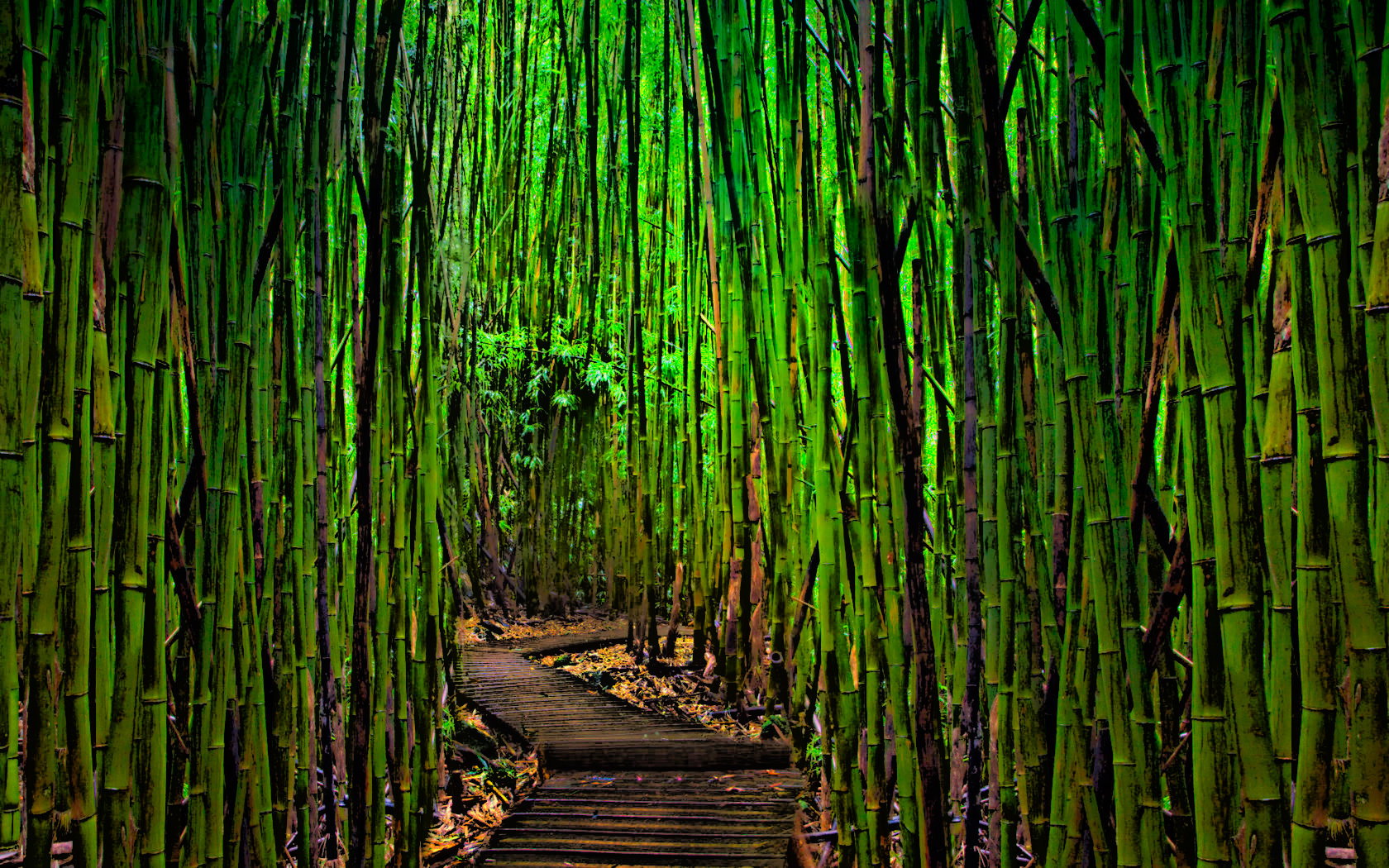 Best Bamboo Wallpapers