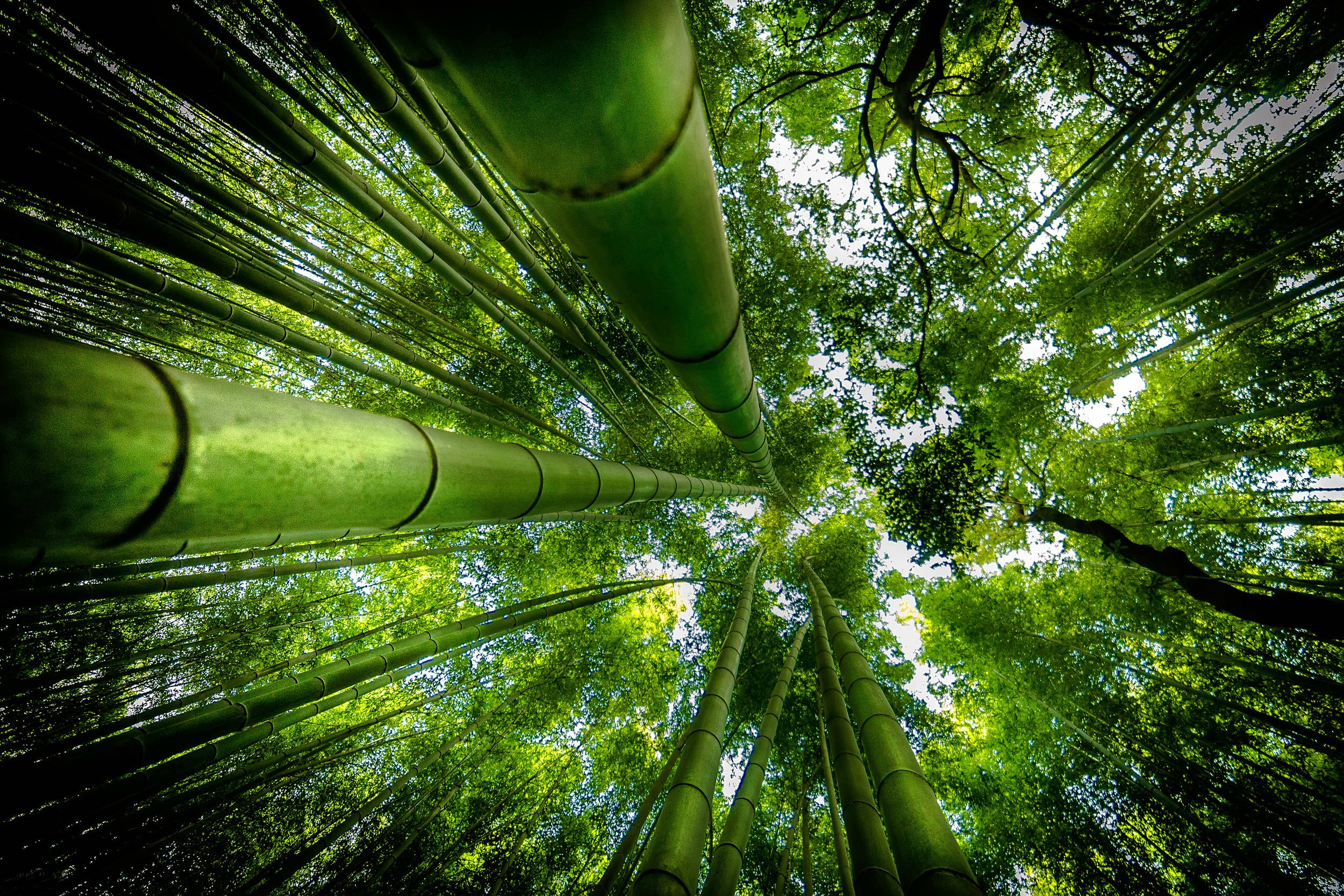 Best Bamboo Wallpapers