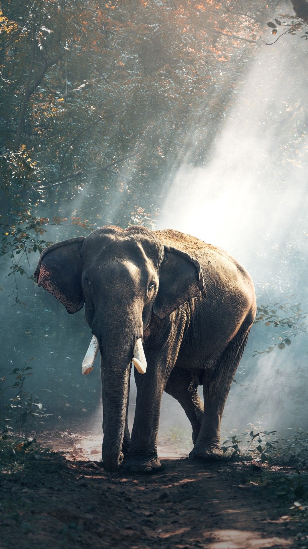 Best Elephant Wallpapers